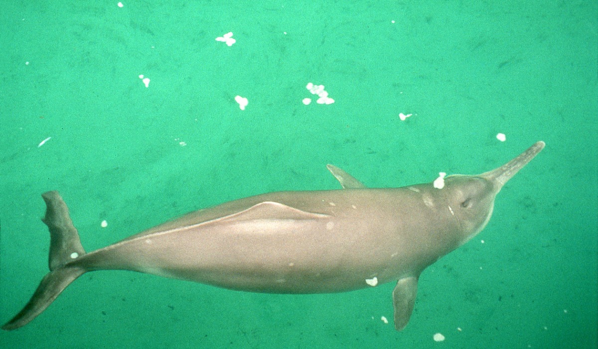 El Lipotes vexillifer, también conocido como Baiji, o delfín chino de río.