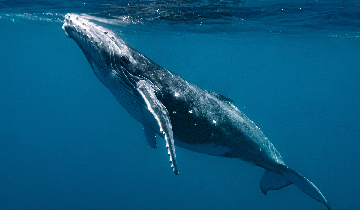 Una ballena hembra se acercó hasta el bote y respondió cada vez que los científicos emitían la señal.
