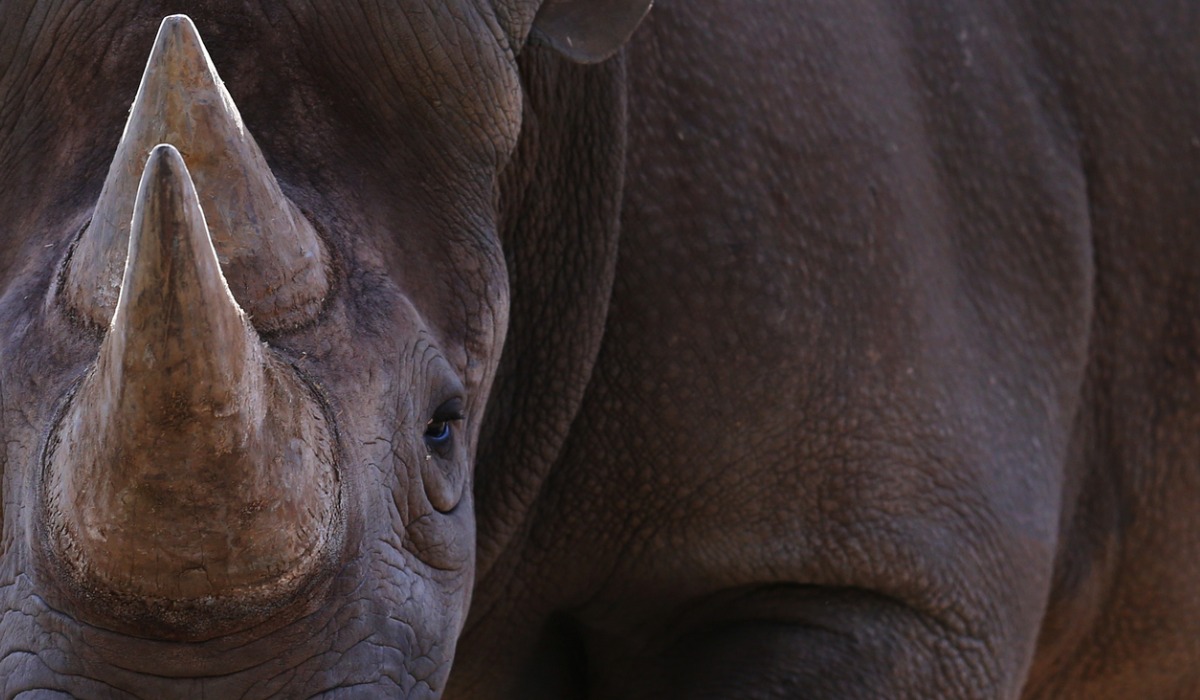 En 2011, el rinoceronte negro occidental fue declarado extinto.