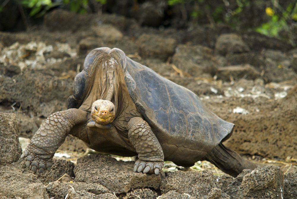 El último espécimen de la tortuga gigante pinta, el Solitario George.