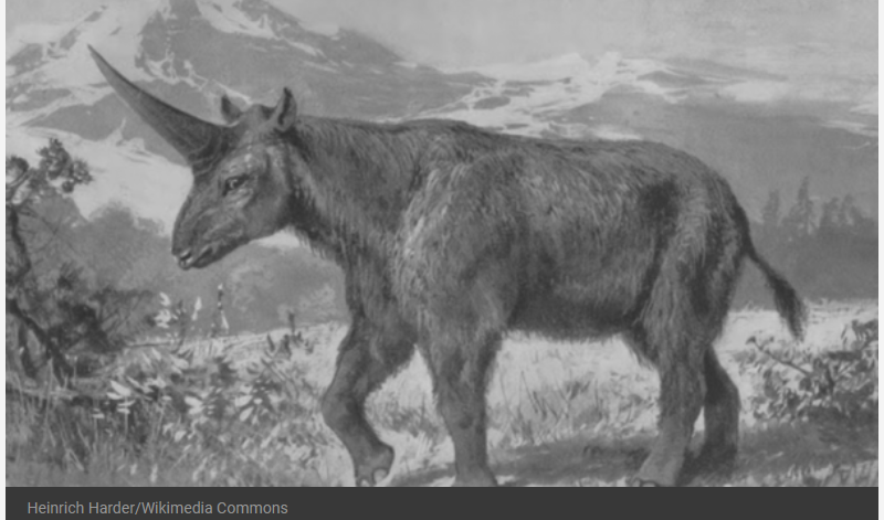 El “unicornio siberiano” es un antiguo rinoceronte que caminó sobre las tierras de lo que hoy es Siberia.