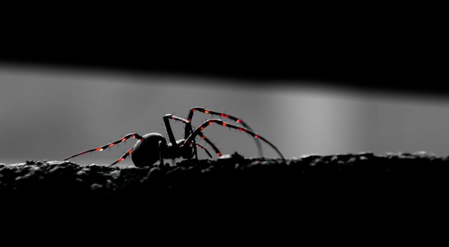 Ciencia espeluznante: convierten arañas muertas en poderosos 'necrobots'