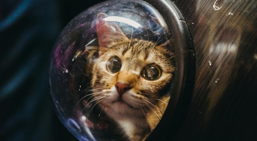 Un gato protagoniza el primer video enviado desde el espacio profundo