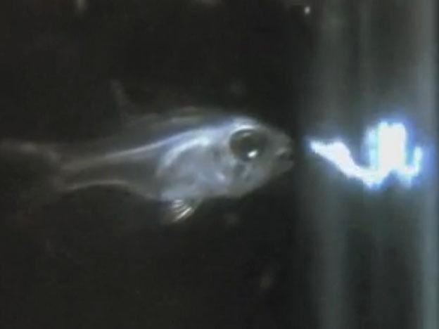 Increíble: un pez que escupe luz-0