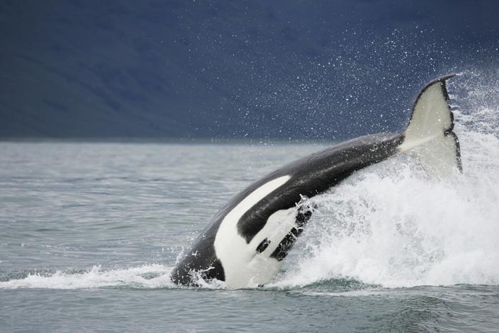 Japón anuncia la suspensión de la supuesta caza científica de ballenas-0