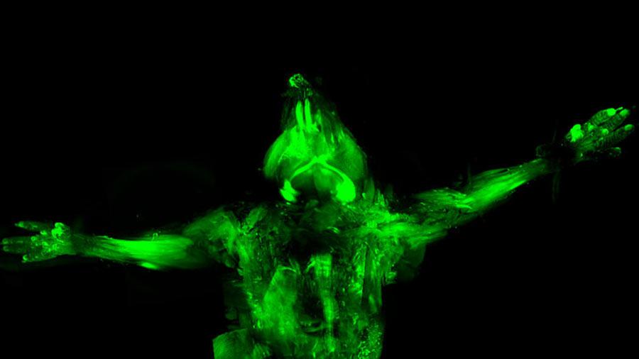 Cientificos crean ratones transparentes e invisibles-0