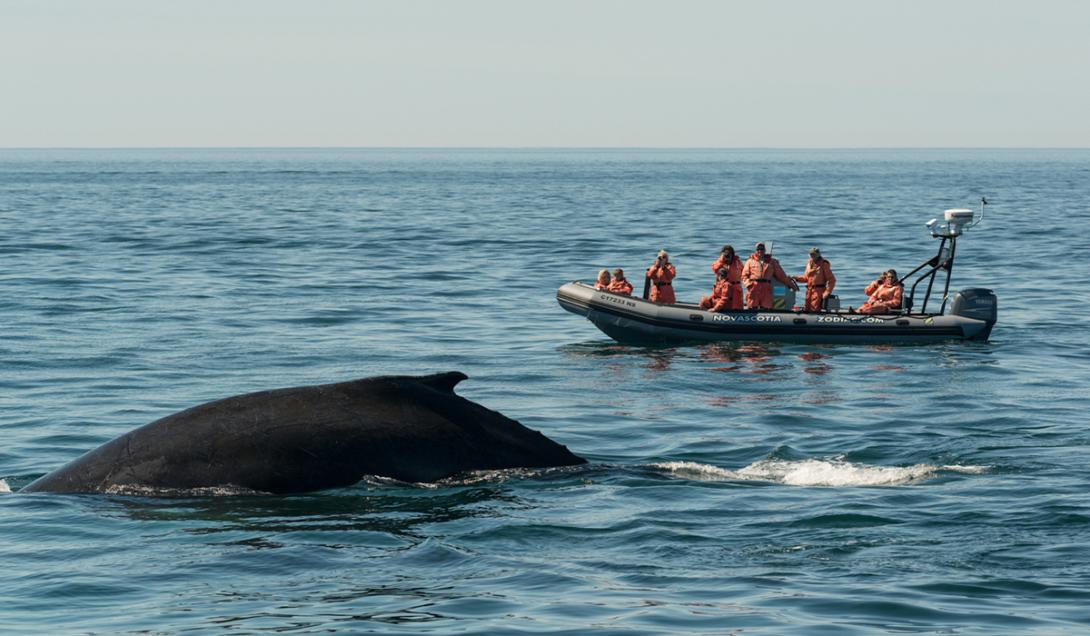 Buscadores de extraterrestres lograron 'conversar' con una ballena-0