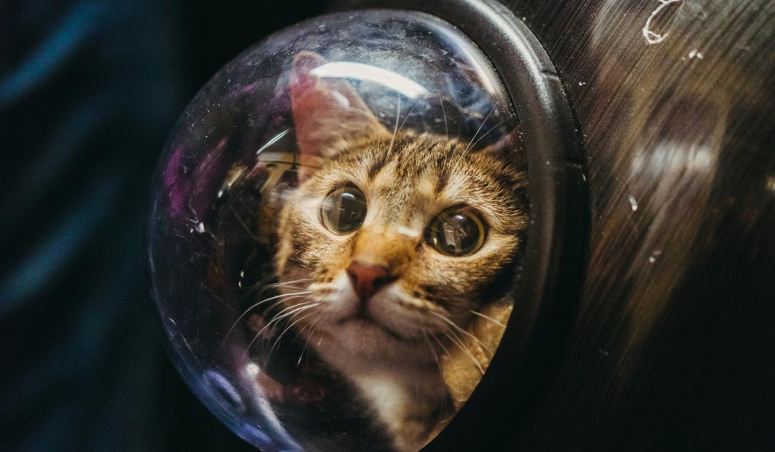 Histórico: un gato protagoniza el primer video enviado desde el espacio profundo-0