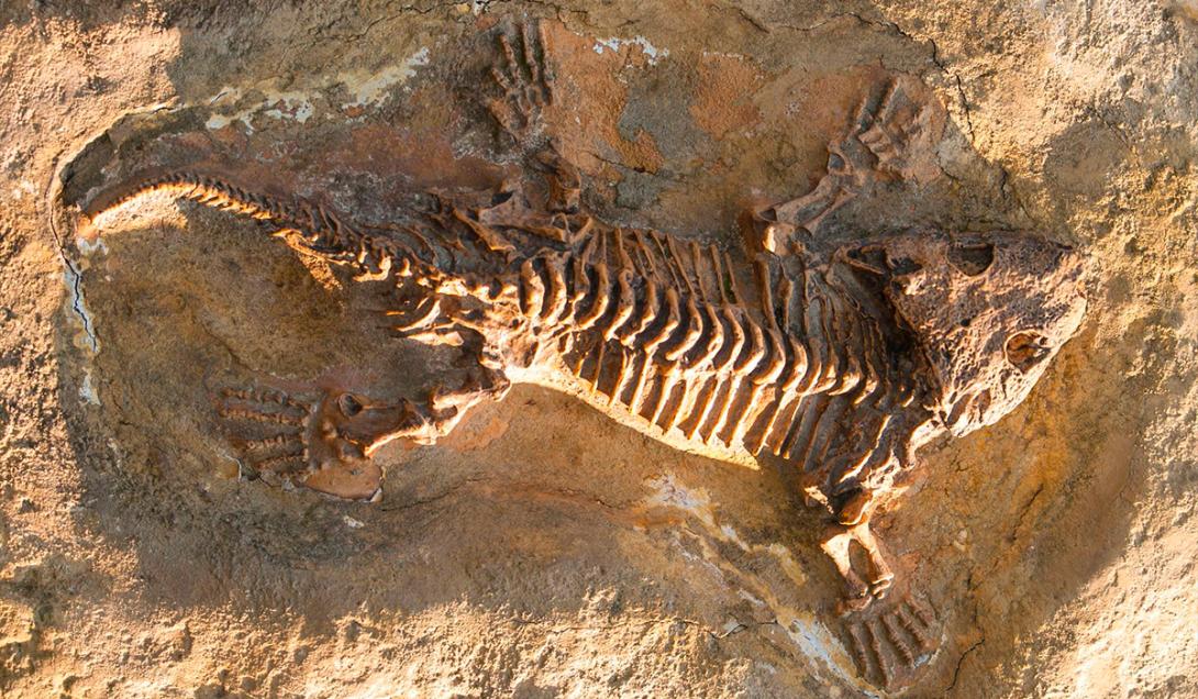 Encuentran en Brasil el fósil de un carnívoro más antiguo que los dinosaurios-0